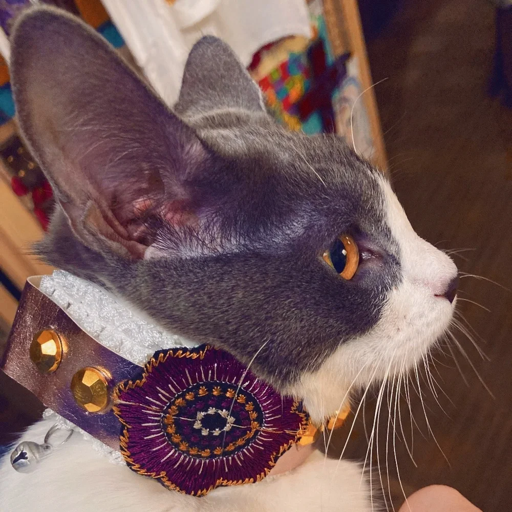 Custom Pet Collar Dog or Cat